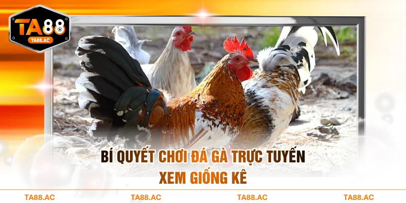 Bí quyết chơi đá gà trực tuyến xem giống kê